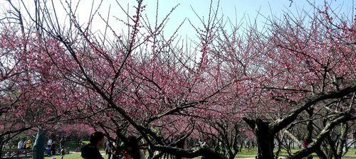 梅花花语的含义与传承（探寻梅花花语的深层意义）