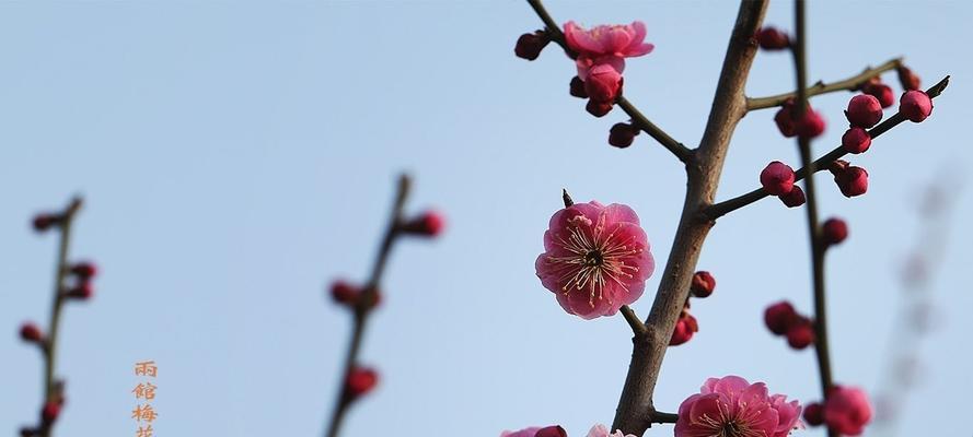 冬日梅花的坚韧与美丽（冬日梅花）