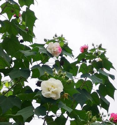 木芙蓉传说——花开传神（揭秘木芙蓉的传说）