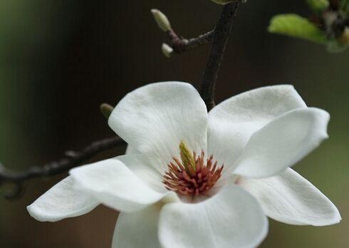 木兰花的花语与意义（探寻木兰花的美丽与深意）