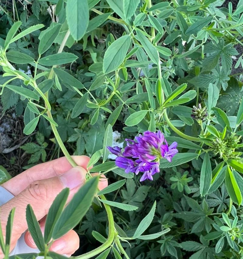 苜蓿花语之美——传递爱与希望的媒介（深度解读苜蓿花语的象征意义和文化内涵）