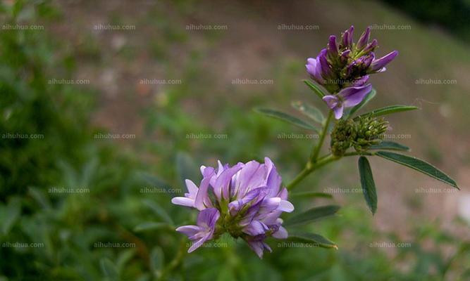 苜蓿花语之美——传递爱与希望的媒介（深度解读苜蓿花语的象征意义和文化内涵）