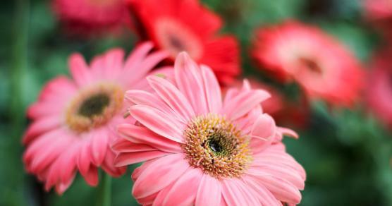 花语美丽动人，这些花的花语好听令人陶醉（花语里藏着浪漫）