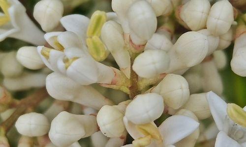 女贞花的花语——美丽而坚韧的象征（女贞花的花语与意义）