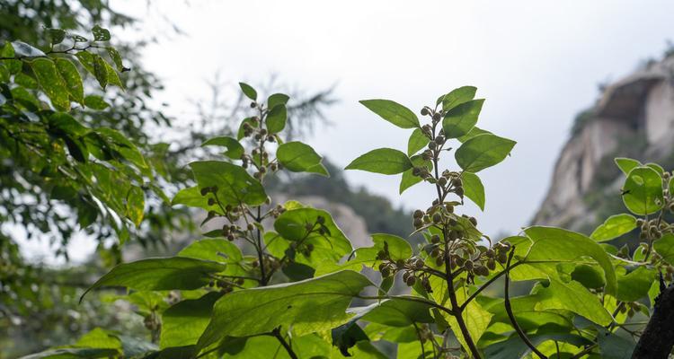 泡桐花（神话中的泡桐花开启传奇之路）