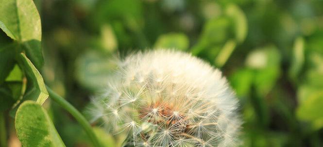 蒲公英的花语与意义（追寻自由与希望的微笑之花）