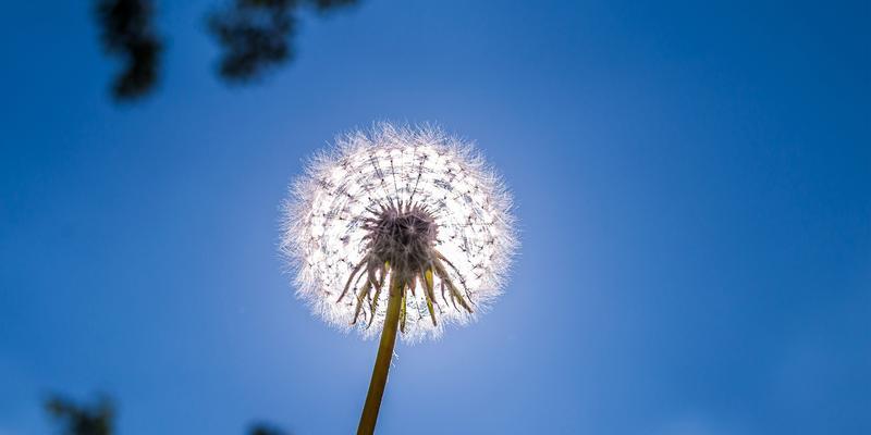 蒲公英的花语与寓意——希望与自由的象征（蒲公英花语的多重意义及其生命力）