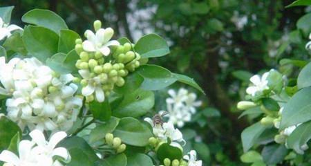 七里香花语的美丽寓意（揭秘七里香花语的深层含义）