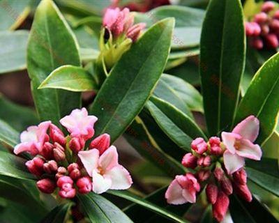 瑞香花语之美——传递爱与希望的花朵（探索瑞香花的花语及其象征意义）