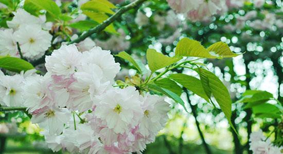 以山樱花的花语为主题的《盛开生命之美》（沐浴春光）