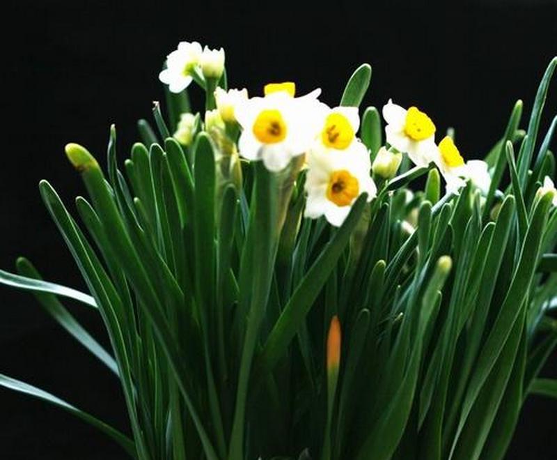 水仙花花语之美——传递希望与新生（探寻水仙花的象征意义与文化内涵）