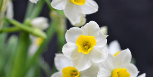 水仙花的花语与意义（探寻水仙花的神秘花语）