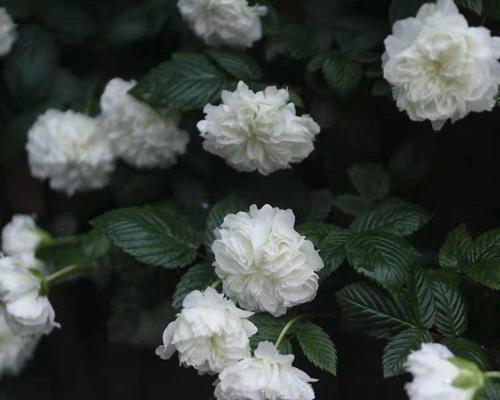 荼糜花的花语及寓意（揭示荼糜花的神秘与美丽）