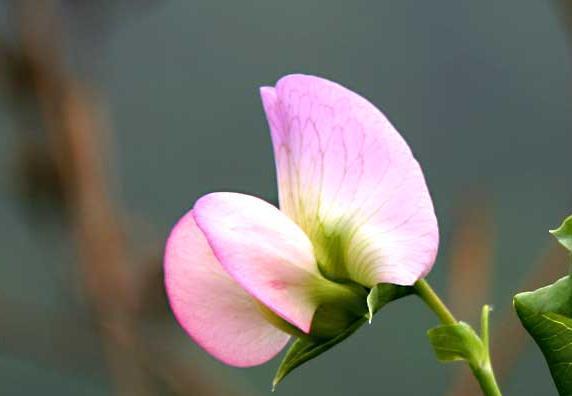 豌豆花的花语及其寓意（探寻豌豆花的神秘花语与文化内涵）