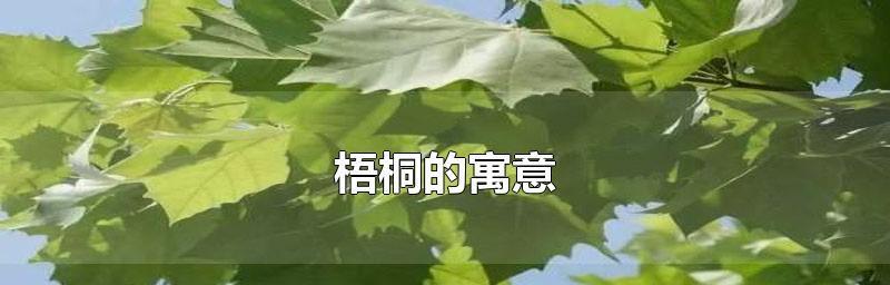 梧桐树的寓意与人生境遇——树立信念，成长坚强（传承与希望的象征）