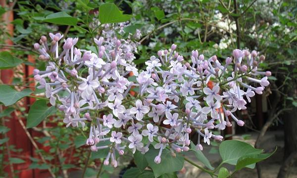 五瓣丁香花的寓意与象征（探索丁香花的独特含义与意义）