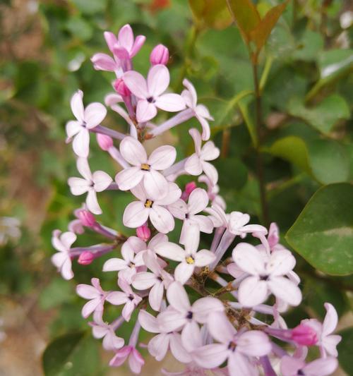 五瓣丁香花的寓意与象征（探索丁香花的独特含义与意义）