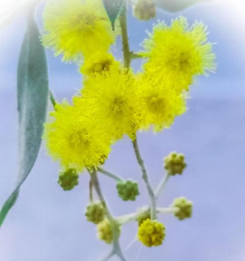 友谊之花（用玫瑰花传递友谊的深情与祝福）