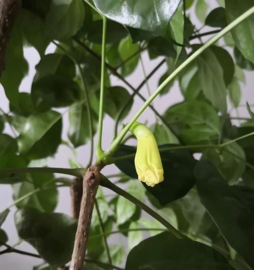 幸福树开花的寓意（幸福树开花）