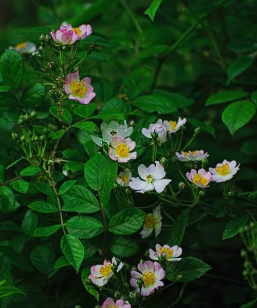 野蔷薇花语（探寻野蔷薇花的美丽与意义）