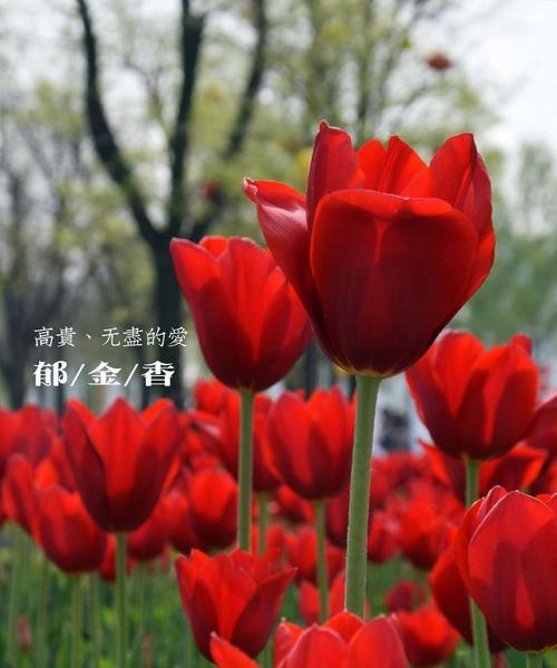 郁金香的花语贞操（用野生郁金香的花语传达贞操的内涵）