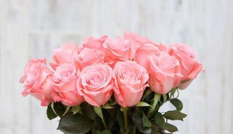 粉玫瑰的象征意义及心理作用（深入解读粉玫瑰所代表的情感与寓意）