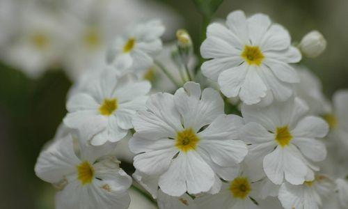 樱花草的花语（探寻樱花草花语之美）