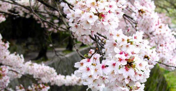 樱花的花语与寓意——春天的使者（樱花花语探秘）