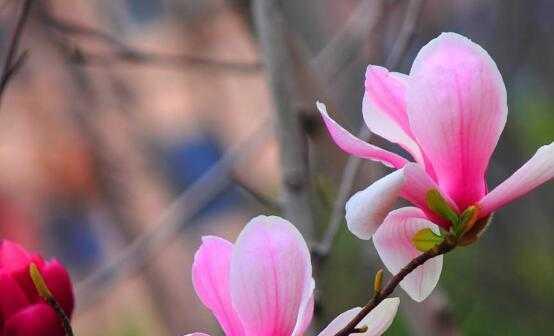 玉兰花的花语与寓意（探寻玉兰花的深层内涵）