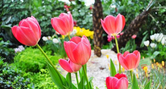 白色郁金香的花语（探索白色郁金香花语的深层含义）