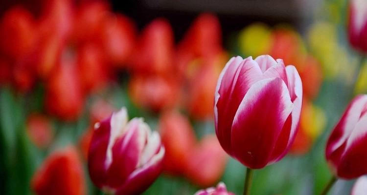 郁金香花色的象征意义（探索郁金香花色背后的深意）