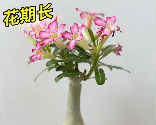 象征美好的植物名字（寓意美好的植物名字及它们的象征意义）