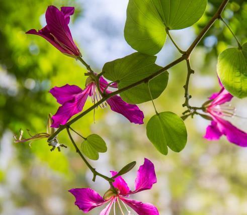 云实的花语与文化背景探析（浪漫之花在云实的象征意义及文化传承）