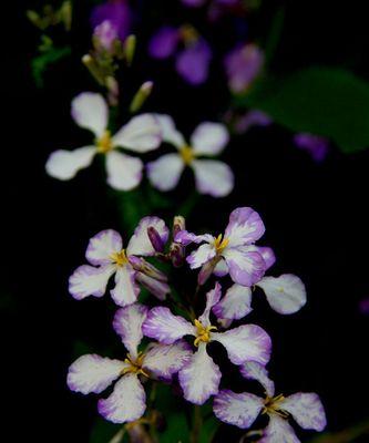 诸葛菜的花语与寓意（揭秘诸葛菜的神秘花语）