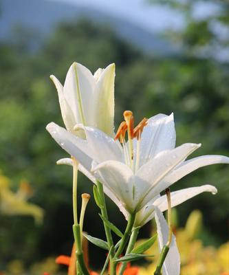 白百合花语之美——纯洁、高雅与宽容（用白百合传递优雅的情感与真挚的祝福）