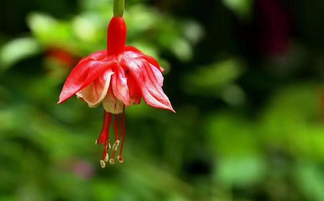 吊钟花的花语（探寻吊钟花的意义与象征）