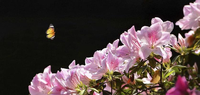 杜鹃花（杜鹃花语与花卉文化）