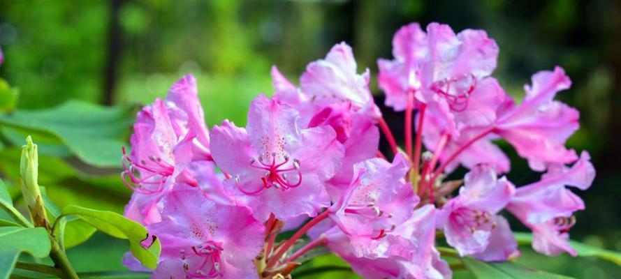 杜鹃花（探索杜鹃花的花语之美）