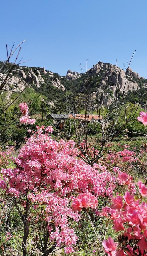 杜鹃花（唤醒春天的独特使者）