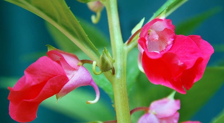 奉献之花（百合花代表着无私奉献）