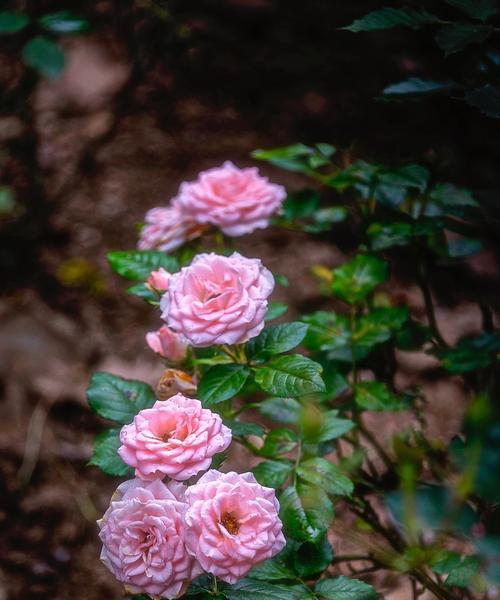 感恩之花（以百合花为象征的感恩之情）