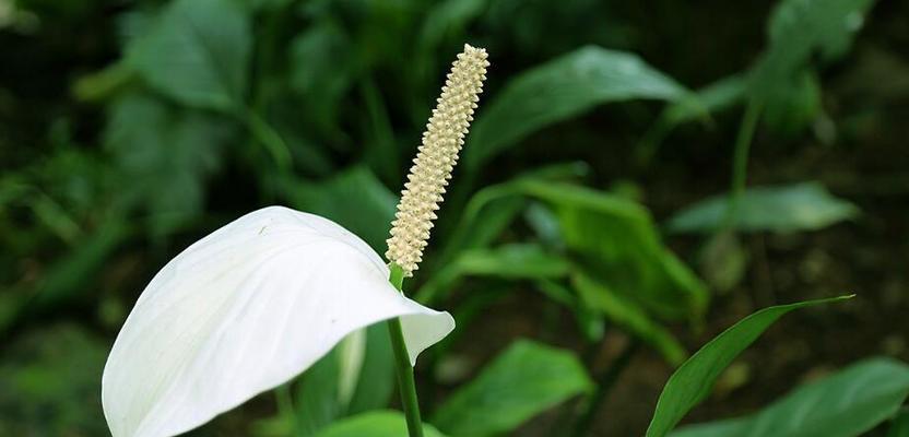 高贵之花——百合花的花语（展现高贵与优雅的花朵）