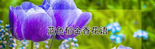 高冷花语解读——以银莲花为例（银莲花花语解析）