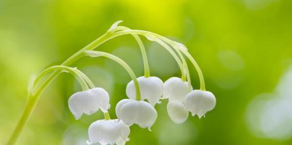 高冷花语解读——以银莲花为例（银莲花花语解析）