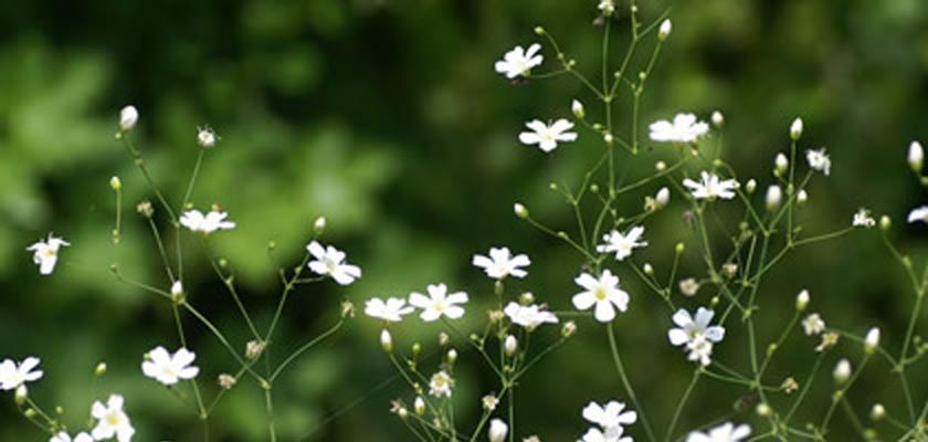 幸运之花—紫罗兰的花语（揭秘紫罗兰所代表的好运气）