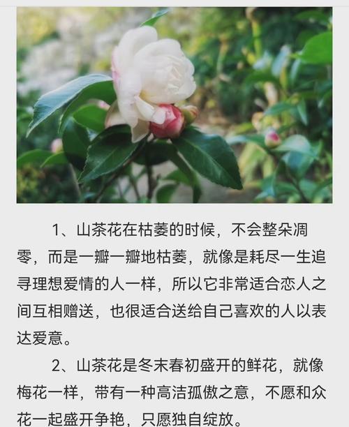 以百合花为主题的欢迎之花语（欢迎新生活）