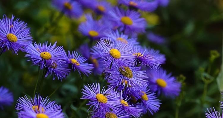 浪漫花语之恋爱花卉（用花语营造浪漫氛围）