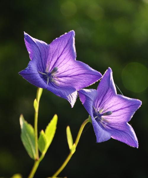 冷漠的花语——以百合花为主题的探索（探寻百合花所传达的冷漠情感）