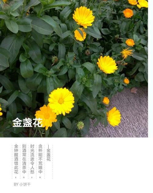 《离别的爱情》（以什么花的花语诉说离别的心情）