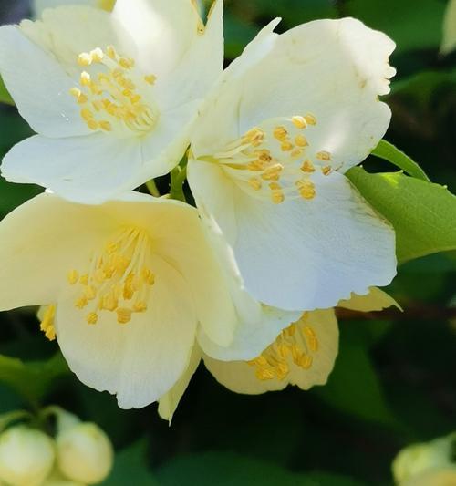 平安花语——以白菊为主题（祈愿平安的花朵）